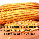 Mais e penuria da guerra, Primo Mastrantoni: autorizzare le coltivazioni OGM. Lettera Aduc al Governo Mais e penuria da guerra