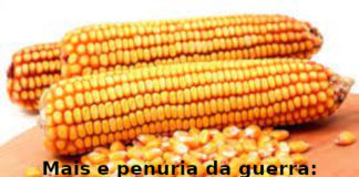 Mais e penuria da guerra, Primo Mastrantoni: autorizzare le coltivazioni OGM. Lettera Aduc al Governo Mais e penuria da guerra