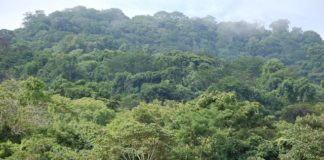 Giornata internazionale delle foreste 2022. Proposta didattica CNDDU agli studenti: “#HelpingForests” Giornata internazionale delle foreste