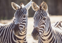 Il Parco Faunistico Valcorba in mostra alle Brentelle di Rubano Parco Faunistico Valcorba, alcune zebre