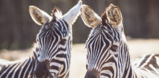 Il Parco Faunistico Valcorba in mostra alle Brentelle di Rubano Parco Faunistico Valcorba, alcune zebre