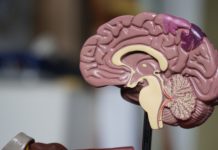 Dalle relazioni sociali al gioco: 5 consigli per tenere il cervello allenato e in salute Cervello, da tenere allenato