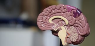 Dalle relazioni sociali al gioco: 5 consigli per tenere il cervello allenato e in salute Cervello, da tenere allenato