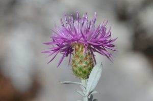 Fiordaliso del Sagittario Centaurea Scannensis