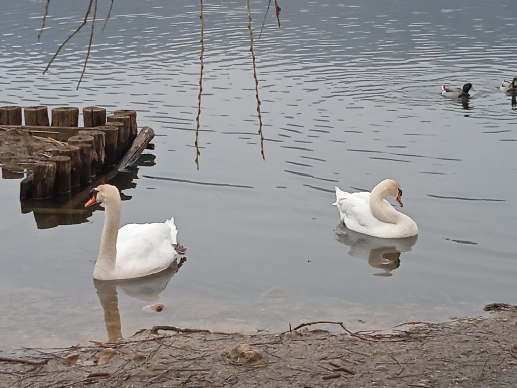 Cigni sulle acque del lago di Fimon