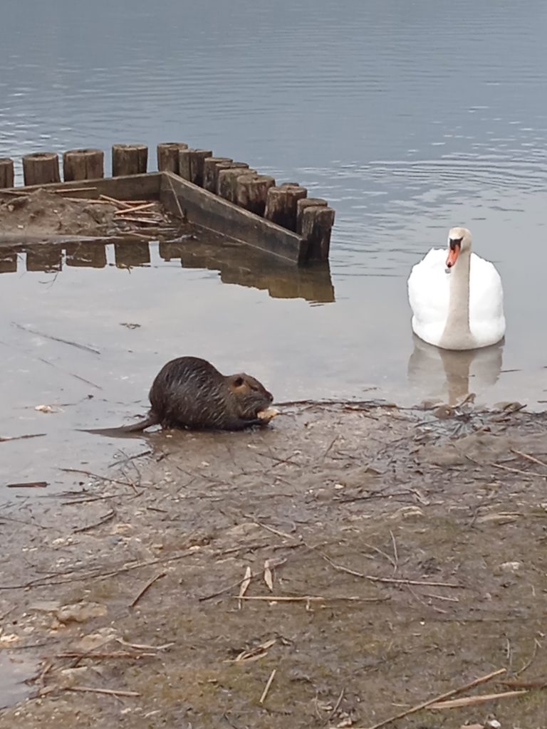 Una grossa nutria che sulle sponde del lago di Fimon ha portato via del cibo ad un cigno
