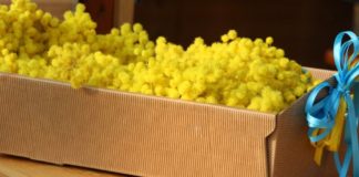 Mimosa gialla e nastro azzurro: l’8 marzo della Provincia di Vicenza e della Commissione Pari Opportunità è dedicato alle donne ucraine Mimosa gialla con nastro azzurro per donne dell'Ucraina