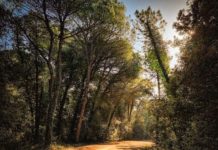 Cervia, le pinete di Milano Marittima, Pinarella e Tagliata e il Bunker tour Pineta di Cervia e Milano Marittima