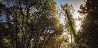 Cervia, le pinete di Milano Marittima, Pinarella e Tagliata e il Bunker tour Pineta di Cervia e Milano Marittima