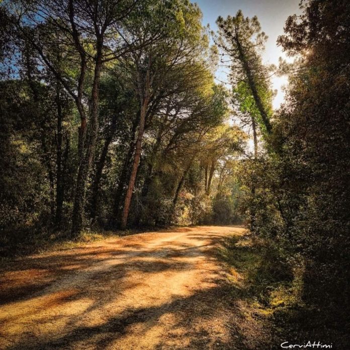 Pineta di Cervia e Milano Marittima