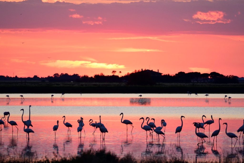 Le saline di Cervia al tramonto  con i fenicotteri rosa