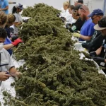 Stati Uniti, in un anno la cannabis legale ha generato oltre 100.000 nuovi posti di lavoro Stati Uniti e cannabis, incremento posti di lavoro
