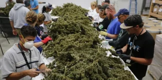 Stati Uniti, in un anno la cannabis legale ha generato oltre 100.000 nuovi posti di lavoro Stati Uniti e cannabis, incremento posti di lavoro