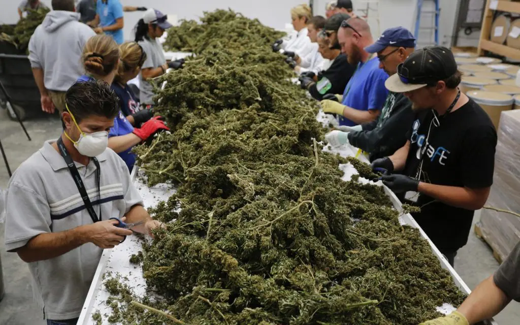 Stati Uniti e cannabis, incremento posti di lavoro