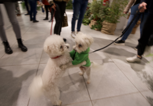 VIOFF, anche i cagnolini erano felici (foto di Luigi Jodice)