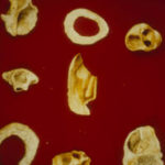 Molluschi fossili ritrovati nel Riparo Blanc. Fonte: fondazionemarcellozei.