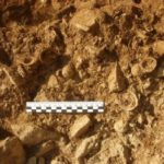 Conchiglie ritrovate durante gli scavi più recenti. Fonte: Parco Nazionale del Circeo.