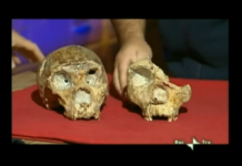 La storia dell’umanità passa per il Lazio: l’Uomo di Saccopastore Uomo (e donna) di Saccopastore