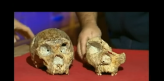 La storia dell’umanità passa per il Lazio: l’Uomo di Saccopastore Uomo (e donna) di Saccopastore