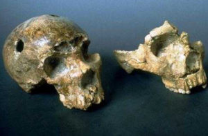 I crani di Uomo di Saccopastore ritrovati a Roma.