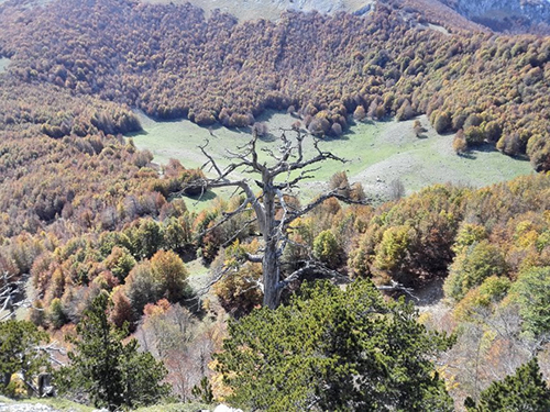 Parco nazionale del Pollino, pino loricato italus