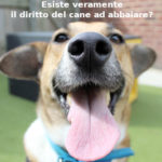 Diritto del cane ad abbaiare, Sara Astorino (legale, consulente Aduc): esiste veramente?