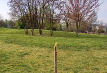 Ciliegio contro omofobia e bullismo vandalizzato alla Fornaci di Vicenza. Stella, Parisen Toldin e Sguazzardo: “Ennesimo atto di vandalismo mirato” Ciliegio contro omofobia e bullismo vandalizzato alla Fornaci di Vicenza