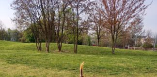 Ciliegio contro omofobia e bullismo vandalizzato alla Fornaci di Vicenza. Stella, Parisen Toldin e Sguazzardo: “Ennesimo atto di vandalismo mirato” Ciliegio contro omofobia e bullismo vandalizzato alla Fornaci di Vicenza