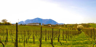 Irpinia Verde da bere e scoprire, Taurasi e Fiano di Avellino. “Wine Specialists Council”: enotour Tenute Cavalier Pepe Irpinia, Tenute Cavalier Pepe, Vigna Santa Vara, ph. Simona Servillo