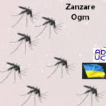 Scienza, Primo Mastrantoni (Aduc): zanzare Ogm per limitare i danni con l’approccio “genetico” Zanzare Ogm
