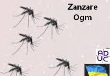 Scienza, Primo Mastrantoni (Aduc): zanzare Ogm per limitare i danni con l’approccio “genetico” Zanzare Ogm