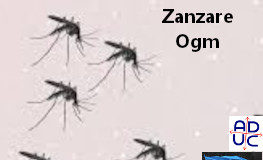 Scienza, Primo Mastrantoni (Aduc): zanzare Ogm per limitare i danni con l’approccio “genetico” Zanzare Ogm