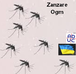 Zanzare Ogm