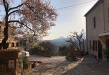 Arquà Petrarca: il borgo di Petrarca, delle giuggiole e degli olivi sui Colli Euganei