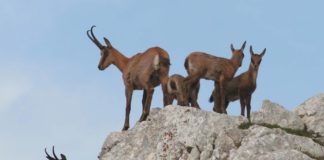 I cento anni del Parco Nazionale d’Abruzzo, Lazio e Molise: un secolo di convivenza ideale tra uomo e natura Camosci Parco Nazionale Lazio Abruzzo Molise