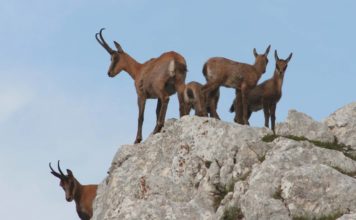 I cento anni del Parco Nazionale d’Abruzzo, Lazio e Molise: un secolo di convivenza ideale tra uomo e natura Camosci Parco Nazionale Lazio Abruzzo Molise
