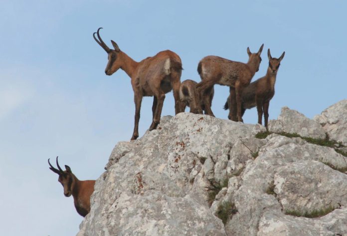 Camosci Parco Nazionale Lazio Abruzzo Molise