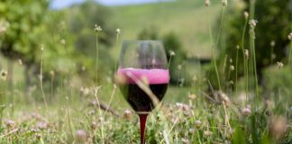 Emilia-Romagna, terra di Lambrusco e Sangiovese. “Wine Specialists Journal”: l’Italia centrale dei vini rossi Lambrusco, credits Vinitaly