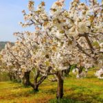 Ciliegia Marostica Ipg, tanti eventi nei fine settimana di aprile e maggio ciliegia di marostica