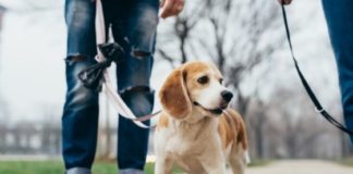 Domenica 24 aprile giornata di formazione ecologica dedicata alla tutela degli animali