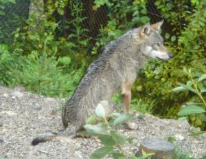 lupo-parco-nazionale-d_abruzzo-lazio-molise