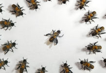 Working Title Film Festival il 9 maggio a Vicenza: l’industria delle api, gli interpreti di guerra e l’artista Michele Sambin nei film del primo giorno Working Title Film Festival: si inizia anche con l'industria delle api