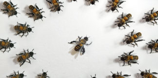 Working Title Film Festival il 9 maggio a Vicenza: l’industria delle api, gli interpreti di guerra e l’artista Michele Sambin nei film del primo giorno Working Title Film Festival: si inizia anche con l'industria delle api