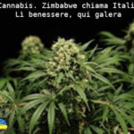 Cannabis, Zimbabwe chiama Italia. Aduc: lì benessere, qui galera