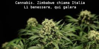 Cannabis, Zimbabwe chiama Italia. Aduc: lì benessere, qui galera