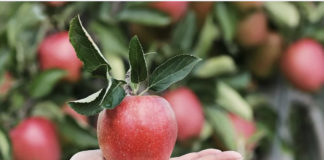 SICUREZZA ALIMENTARE, MERITOCRAZIA ITALIA: LA SALUTE PUBBLICA NON SIA MESSA DI NUOVO A REPENTAGLIO DA POLITICHE NON LUNGIMIRANTI