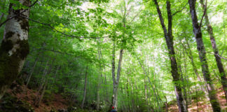 Darwin e Spinoza tra dominio dell’Uomo e asservimento della Natura: un punto di vista filosofico Darwin e Spinoza, l'Uomo e la Natura