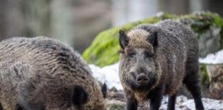 Zottis e Montanariello (Pd): “Peste suina, inerzia totale. Regione applichi il Piano di interventi approvato nel 2022” peste suina, Zottis e Montanariello accusano la Regione Veneto di inerzia