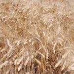 Syngenta, con InterraScan più produttività agricola e consumo d’acqua ridotto