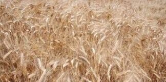 Syngenta, con InterraScan più produttività agricola e consumo d’acqua ridotto